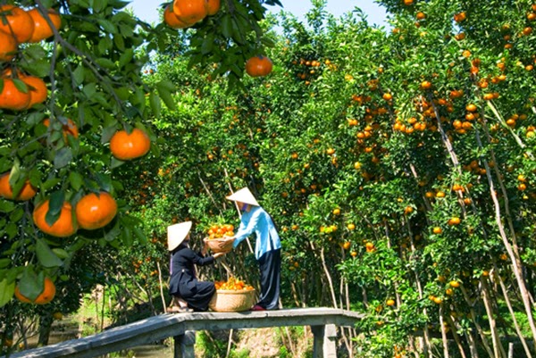 Du lịch Miệt Vườn tại vườn trái cây Phong Điền